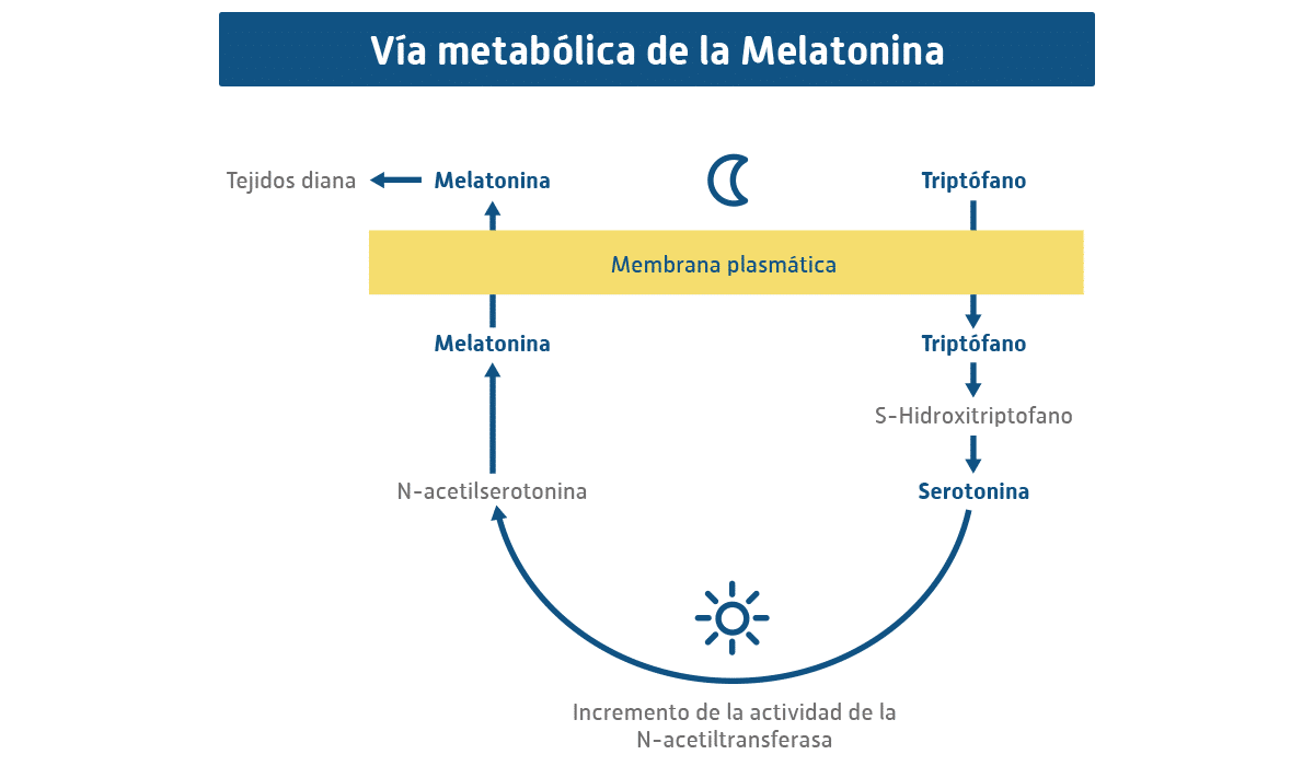 L-Triptófano