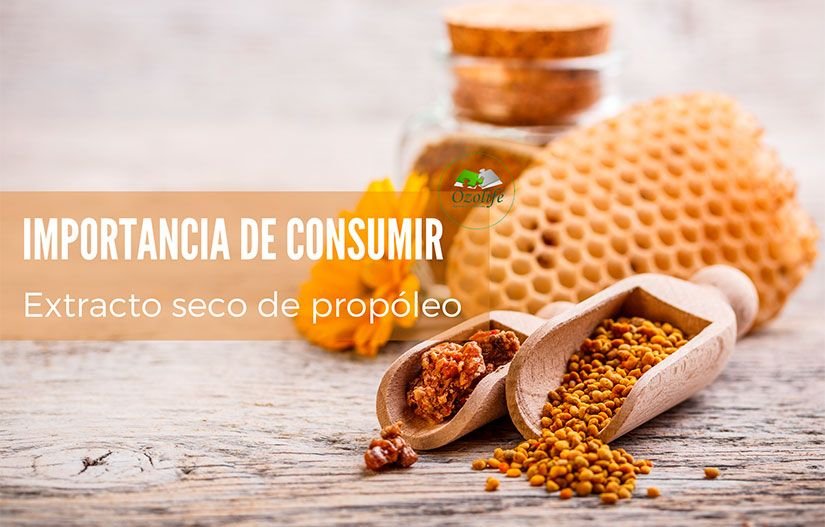Extracto-Seco-de-Propóleo-importancia-de-consumirlo