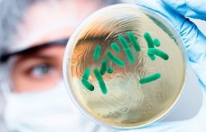 Lee más sobre el artículo Lactobacillus Reuteri | Un probiótico Esencial