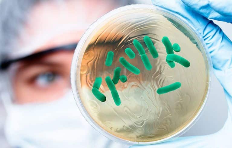 Lactobacillus-Reuteri