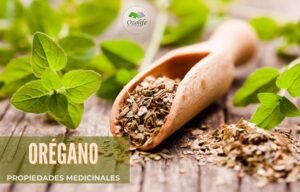 Lee más sobre el artículo Orégano: Beneficios y Propiedades para tu Salud