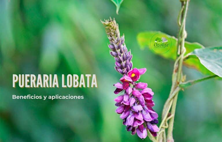 pueraria-lobata-beneficios-y-aplicaciones