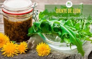 Lee más sobre el artículo Diente de león: 5 Propiedades medicinales