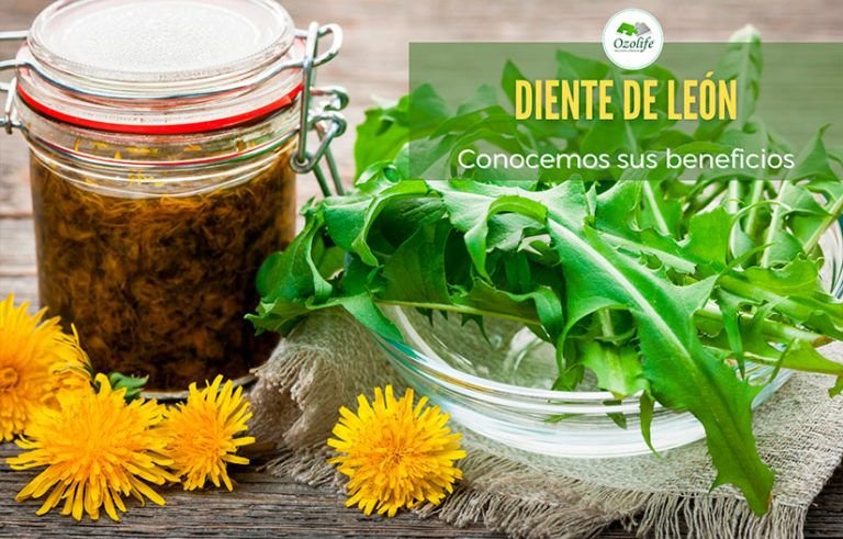 DIENTE-DE-LEON