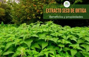 Lee más sobre el artículo Extracto Seco de Ortiga: 9 Beneficios y Propiedades