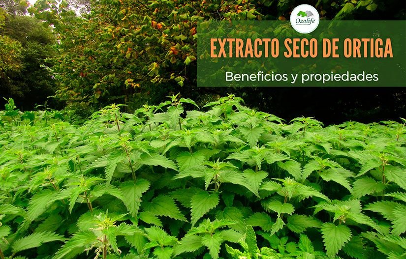 extracto-seco-de-ortiga