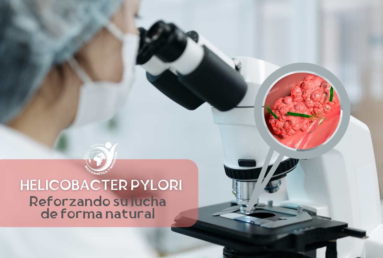 Lee más sobre el artículo Helicobacter pylori: «Descubre como se cura»