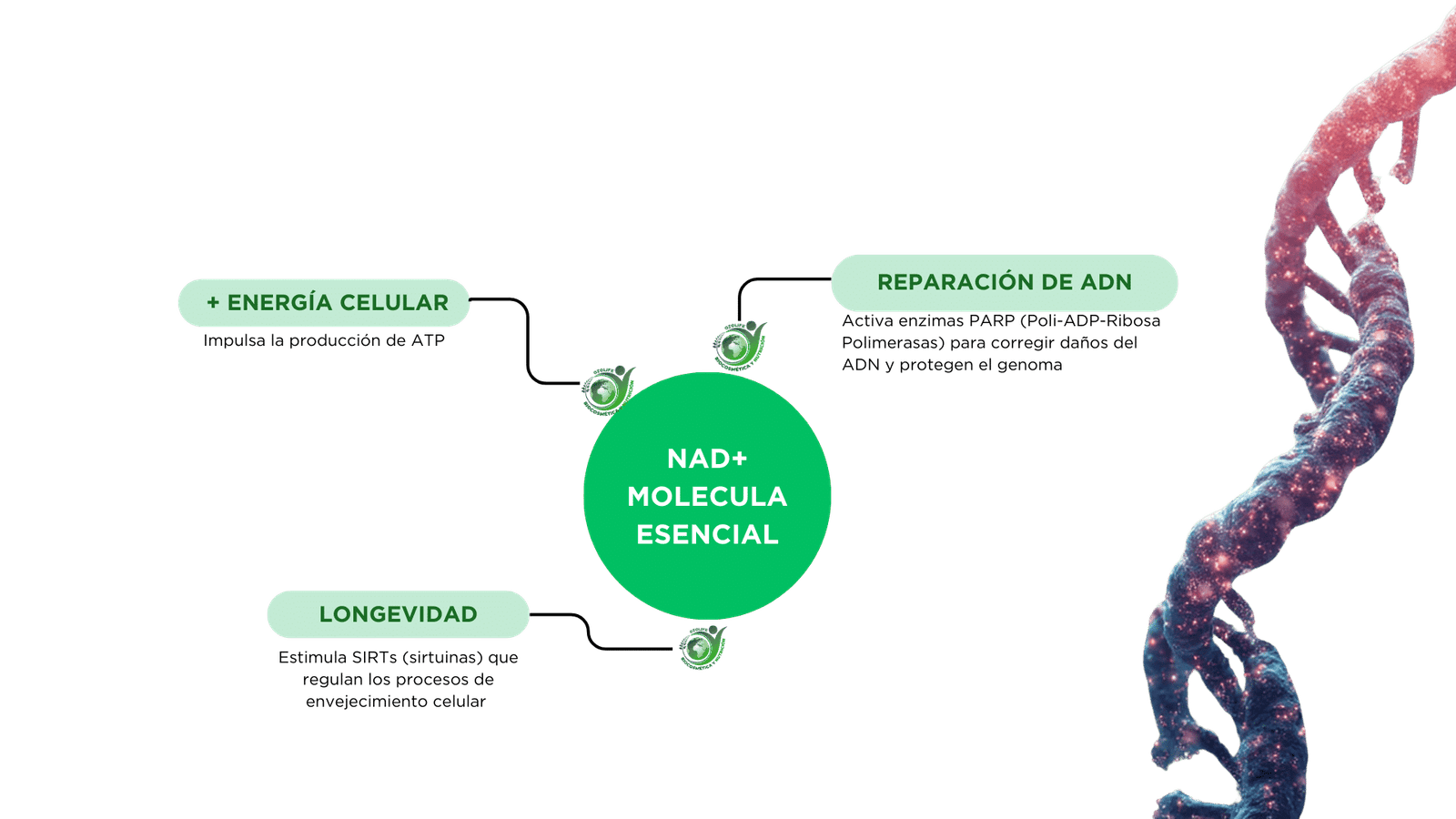 NAD suplementos: precursores del NAD+ para la energía y la salud celular