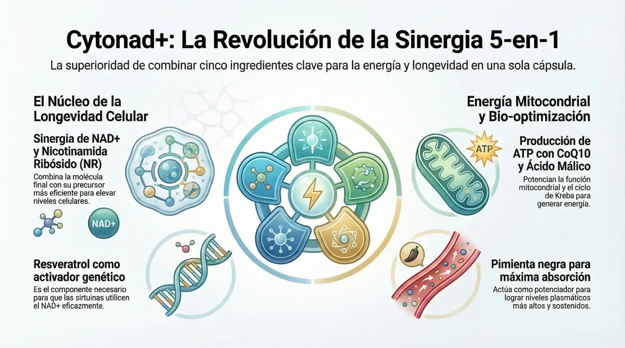 Sinergia de ingredientes CYTONAD+ suplemento NAD+ – diagrama fórmula OzoLife